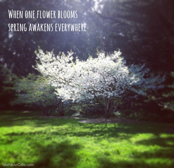 sc_whenoneflower-copy